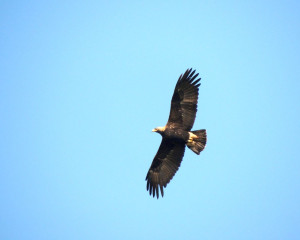 Krstas   Jovo Cirovic