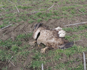 Le    orla belorepana