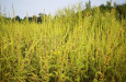 Ambrozija Ambrosia artemisiifolia Ivana Sucic  1 