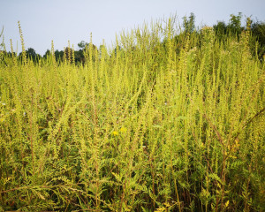 Ambrozija Ambrosia artemisiifolia Ivana Sucic  1 