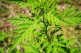 Ambrozija Ambrosia artemisiifolia Ivana Sucic  2 