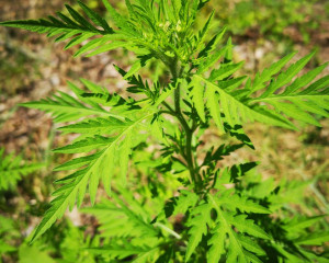 Ambrozija Ambrosia artemisiifolia Ivana Sucic  2 