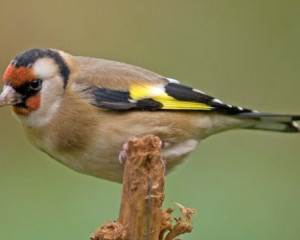 Annotation 2020 07 23 155612