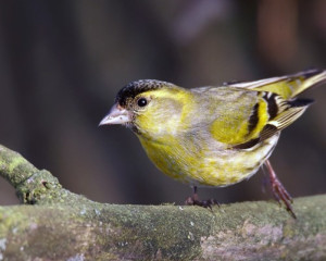 Annotation 2020 07 23 155648