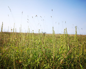 Kiskunsag National Park  63 