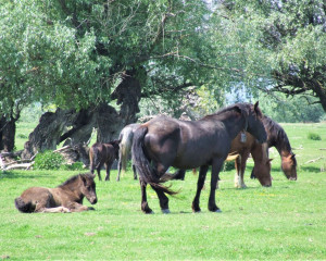 Krcedinska ada foto Oliver Fojkar