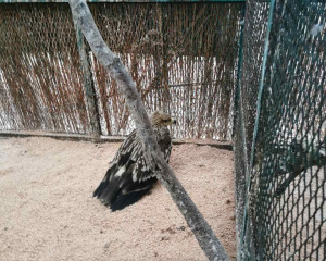 IMG 5facada6dc94e1f134e955e175cdd459 V