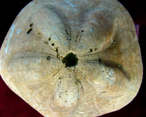 PRIRODNJA  KA IZLO  BA PZZP NOVI SAD   13  morski jez