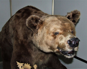 PRIRODNJA  KA IZLO  BA PZZP NOVI SAD   3 