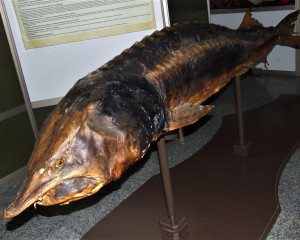 PRIRODNJA  KA IZLO  BA PZZP NOVI SAD   5 