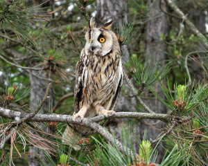 SUB PESCARA 4.6.2020. Fojkar 8