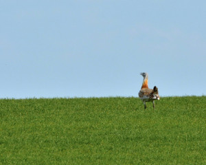 ugrozene vrste velika droplja 1