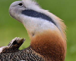 ugrozene vrste velika droplja 2