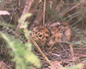 ugrozene vrste velika droplja 3