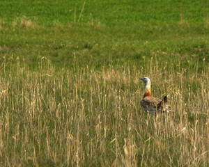 ugrozene vrste velika droplja 4