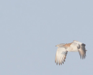 ugrozene vrste velika droplja 5