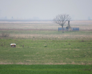 ugrozeve vrste velika droplja