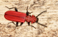 Cucujus cinnaberinus