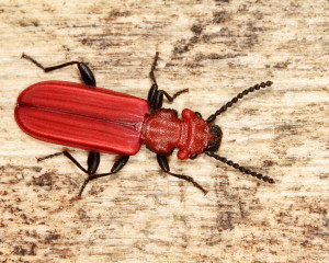 Cucujus cinnaberinus