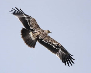 Mladi orao krsta   NPFG