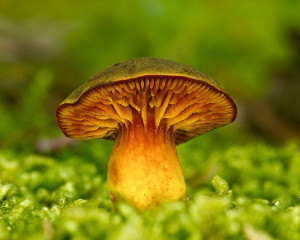Phylloporus pelletieri