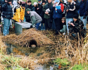 Reintrodukcija dabra na Obedskoj bari