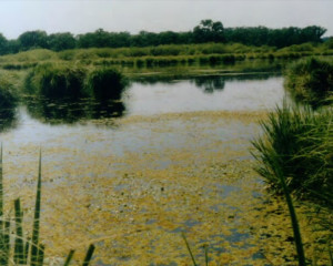 srp gornje podunavlje
