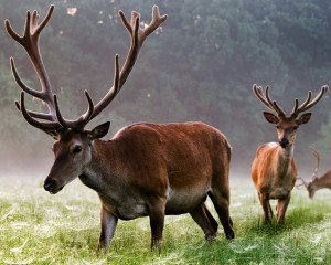 vojvodinaasume 11 resize