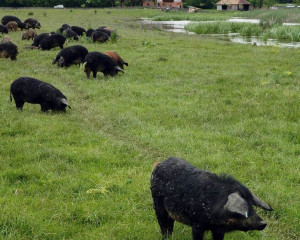 Mangulice na Zasavici