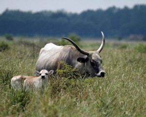 Podolsko govece sa teletom