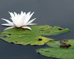 Zelena zaba i beli lokvanj