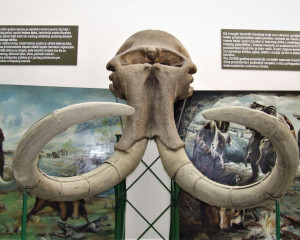 PRIRODNJA  KA IZLO  BA PZZP NOVI SAD