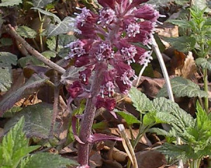 im002379 oliverfojkar  large 