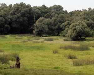 pejsaz 11 vladimir dobretic  large 