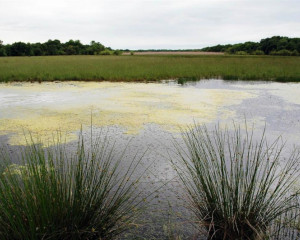 pejsaz vladimir dobretic  large 