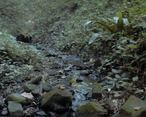 potok na fruskoj gori 3  large 