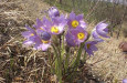 pulsatilla grandis 12  large 