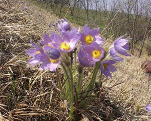 pulsatilla grandis 12  large 