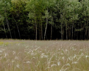 suboticka pescara pescarski pejsaz sa koviljem 5  large 