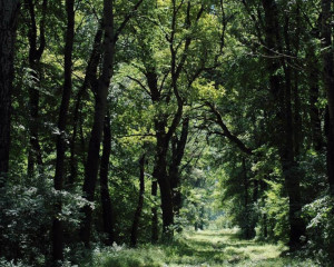 suma vladimir dobretic  large 