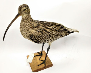 1. velika carska   ljuka  Numenius arquata   2 a