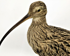 1. velike carske   ljuke  Numenius arquata   1 a