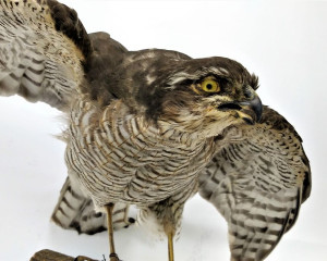 2. kobac  Accipiter nisus     5 a