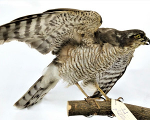 2. kobac  Accipiter nisus     5 b