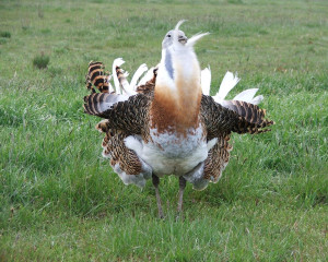 4. Velika droplja foto Slobodan Puzovic