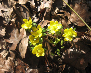 Eranthis hyemalis  L.  Salisb.  kukurjak
