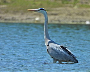 Siva   aplja foto Fojkar Oliver 2