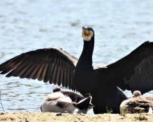 Veliki kormoran  2 foto Fojkar Oliver 3