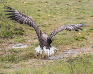 pu  tanje orla belorepana nakon oporavka