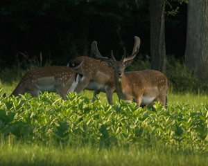 Annotation 2022 03 28 121442